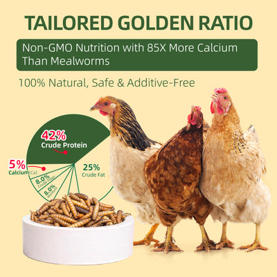 Dried Black Soldier Fly Larvae for Poultry – High-Protein Treats