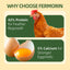 Dried Black Soldier Fly Larvae for Poultry – High-Protein Treats