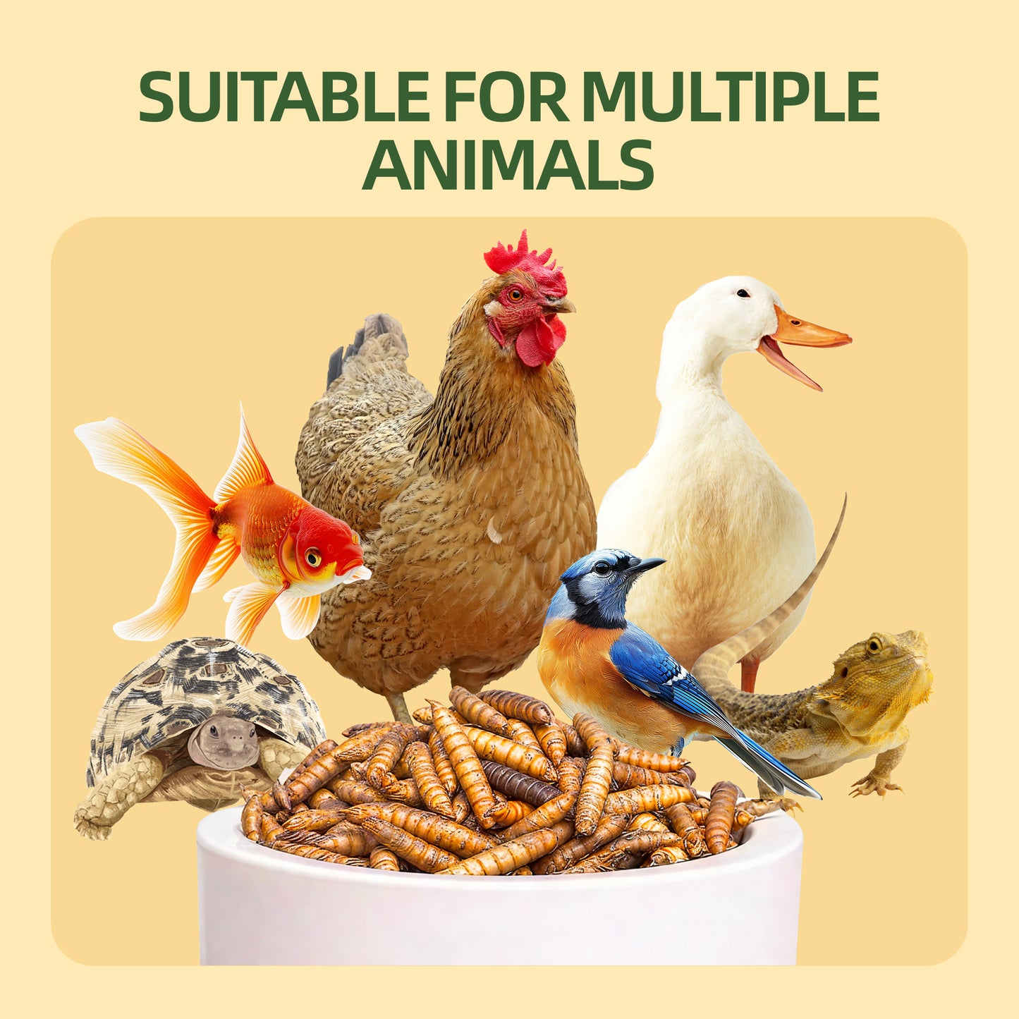 Dried Black Soldier Fly Larvae for Poultry – High-Protein Treats